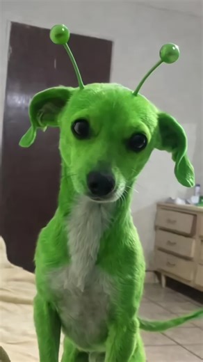 Cómo hacer fotos con efecto marciano para gatos y más