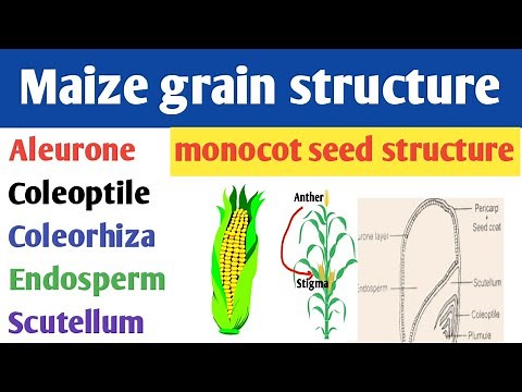 Structure of maize grain | Endospermic seed structure | monocot seed structure | Scutellum