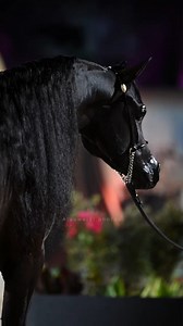 11K views · 612 reactions | بطولة النخبة لجمال الخيل العربية...