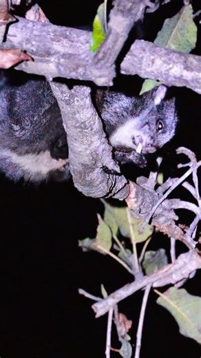 A SUPER RARE FIND IN THE JUNGLE! An Indian Giant flying squirrel