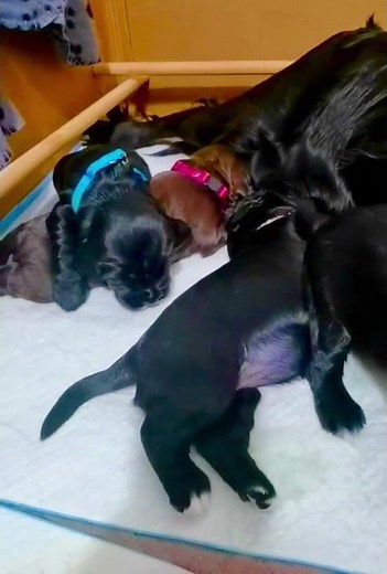English Cocker Spaniel Mom Nursing Her newborn old black & brown Puppies 🐶❤️