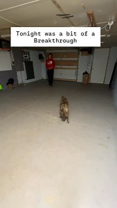 Super smart dog! #corcanis #bella #dogtrainer | Cor Canis LLC, Training & Behavior Modification