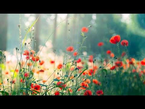 Morning Relaxing Music - Piano Music for Stress Relief and Studying (Riley)