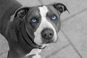 Blue Eyed Pitbull: You Won't Resist Those Baby Blues