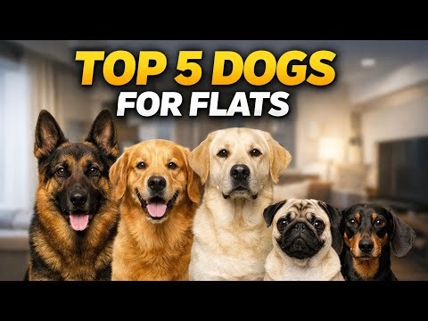 Top 5 Dog Breeds for Flats & Small Houses 🏠 | Best Small Guard Dogs