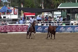 1.5K views · 51 reactions | Whos Top Cat & Troy Palmer are through to the 2017 Warwick Stallion draft final on a score of 90. The final's up next! Richard Bull, Fi Palmer, Richard Bull, Lauren Denmead | Select Sires | Facebook
