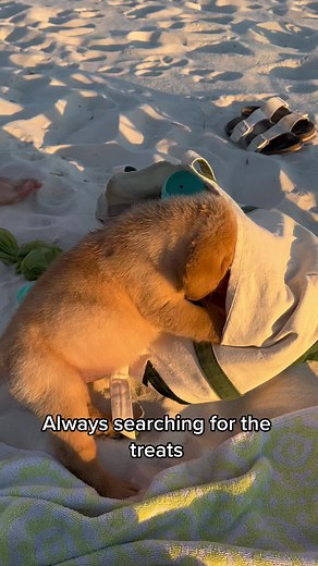 Adorable Pot-Bellied Piglet and Lab Puppies Compilation