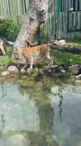 2.9K views · 72 reactions | Your next adventure awaits at the Red River Zoo✨怜年簾☀️See you soon!  | The Red River Zoo | Facebook