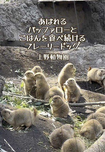 上野動物園のバッファローとかわいいプレーリードッグ
