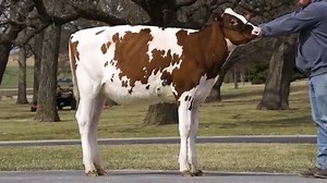 5.3K views · 125 reactions | The Red & White Fall Calf you need for...