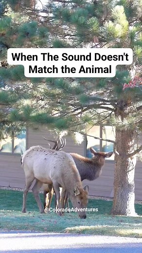 I remember the first time I heard a bull elk bugle. I was in the Rocky Mountain National Park and heard that sound echo through the forest. I will never forget it! #bullelk #elk #elkbugle #elkrut #estespark #estesparkcolorado #estesparkelk #WildlifeAdventures #colorado #coloradoadventures #wildlifephotography #nationalgeographic #animalsounds #reelsvideo #explorereels #animalworld #explorepage #reelsfb #wildlifeaddicts #fyp | Colorado Adventures