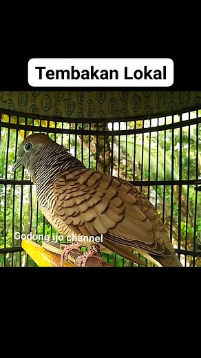 254K views · 2K reactions | Pancingan perkutut lokal #perkutut...