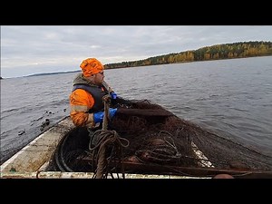 Rysällä Pielisellä 3.10.2025 viimenen tyhjennys ja rysä ylös!