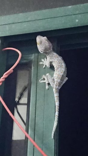 Gecko Clips: Fun Moments in Indoor Mischief