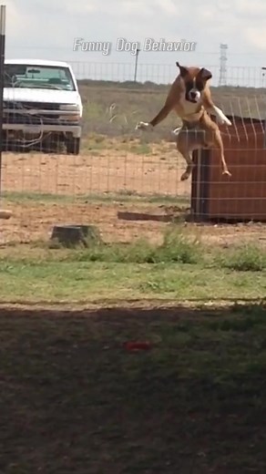 Part52丨2024 😂Hold Back the Laughs Challenge: Funny Moments with Pet Dogs🐶 #funnydogs #funnyanimals #petvideos #cutepets #challenge #fyp