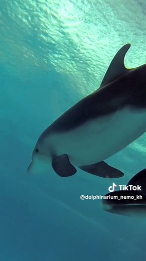 Дайвінг з дельфінами у дельфінарії NEMO