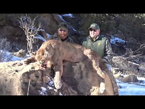Guided mountain lion hunt in the Utah Bookcliffs