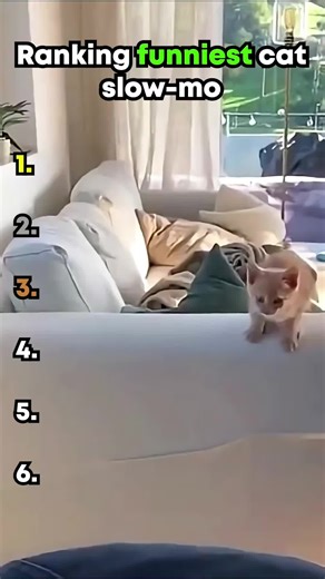 Cats in Slow Motion: Funniest Moments