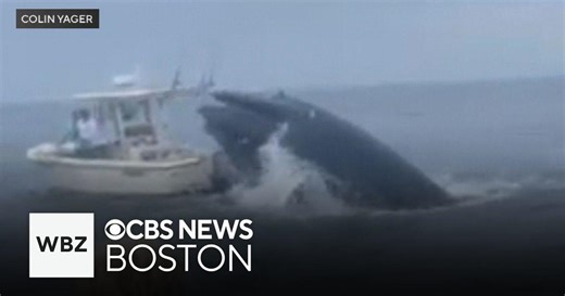 Whale capsizes boat off coast of New Hampshire