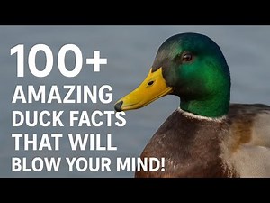 100+ Amazing Duck Facts That Will Blow Your Mind!