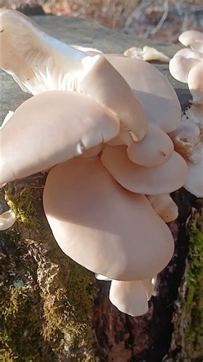 Autumn Fungus. #oldschoolalaska #mushroom