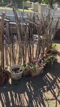 The stick yard circle complete for the animals