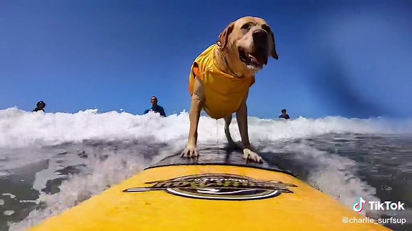 Surf Dog Dominates the Waves with Style
