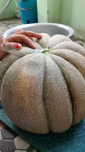 😃Big Musk Melon wow #shorts #muskmelonjuice #shortvideo