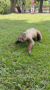 Did you know that Sloths move really well on the ground? Did you know that all of our tours include a sloth encounter? Booked now at AnimalEDventures.com | Animal EDventure Park & Safari