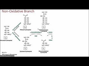 Pentose Phosphate Pathway