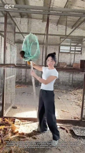 Viral Animal Handling Hack! Woman Catches Squirrels with Net – Efficient Capture Tip