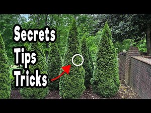 Everything you need to know about growing Emerald Green Arborvitae