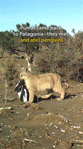 When pumas returned to Patagonia, they were greeted by new residents: Magellanic penguins. With more than 40,000 penguin breeding pairs crowding a stretch of coast, scientists report that the cats now hunt this abundant new prey much more than expected—reshaping how they move, eat, and even tolerate one another. This dynamic challenges our assumptions about what happens when large predators return to an ecosystem. Learn more about the new food web taking place in Patagonia: https://on.natgeo.com