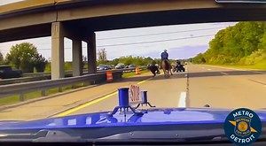 40K views · 638 reactions | Michigan State Police released dash cam footage of a man on horseback lassoing an escaped cow on I-75 in Oakland County. STORY: https://upnorthlive.com/news/local/dash-cam-footage-shows-team-of-wranglers-lasso-cow-on-i-75 | UpNorthLive | Facebook