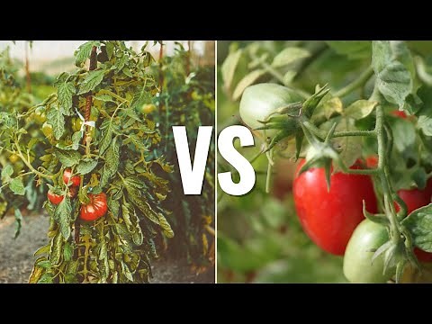 Determinate VS Indeterminate Tomato Plants
