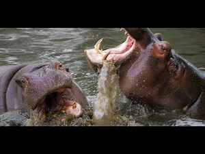 Baby Hippos Being Adorable for 6 Minutes | Cute Animal Compilation”