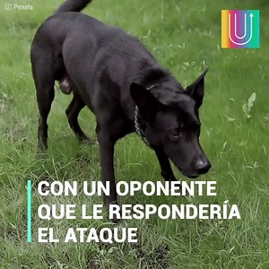 5M views · 8K reactions | Un perro se encontraba descansado en las afueras de una tienda, cuando se despierta asustado por el ataque de un felino. Síguenos en nuestro canal de YouTube: youtube.com/elkiwi | Upsocl Verde | Facebook