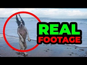 15 beach moments if not filmed no one would believe it