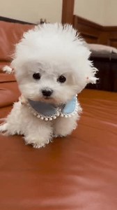 Adorable Bichon Frise with Lace Collar in Video.