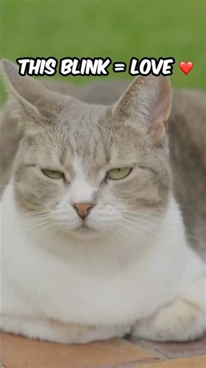 Behavior Secret #1: The Slow Blink That Makes Cats Love You