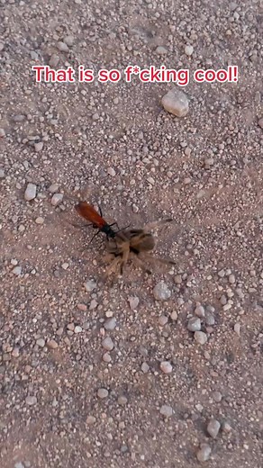 Tarantula Hawk paralyzes a tarantula to use as a host for its larva 😳 something out of a science fiction movie… #natureismetal #tarantulahawk #tarantula #spider #arachnophobia #spiderman #wildlifephotography #macrophotography #fyp #foryou #tarantulasoftiktok #4u #invertsoftiktok #arizonacheck #desertlife