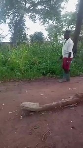 78K views · 1.3K reactions | CCC ichinyengerera Chamisa kuti adzoke  | Zigo | Facebook