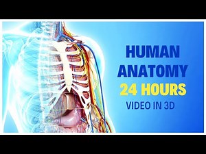 Human Organs in the Body | 24 Hours to Master HUMAN ANATOMY