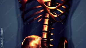3d rendered medical animation of a human bones