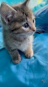 Say goodnight Gracie 😹😹 who remembers these two foster kittens? 😻😻 (2023) #fosterkittens #kittens | Whole Bunch of Cats