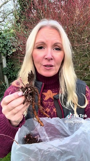 Hardy Geraniums: Low Maintenance Flowering Beauties