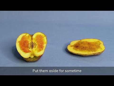 Iodine Test for starch | Potato starch experiment | Food chemistry