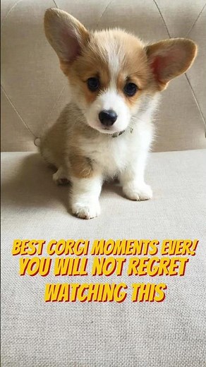 Best Corgi Moments Ever 🐶🧡