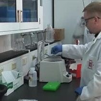 Video: Optimized PCR-based Detection of Mycoplasma