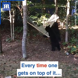 16K views · 316 reactions | Bears are SO cute   | Daily Mail Video | Facebook